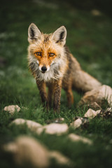 Cute Red fox looking at the camera