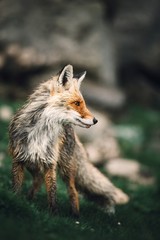 Red fox portrait in the mountains