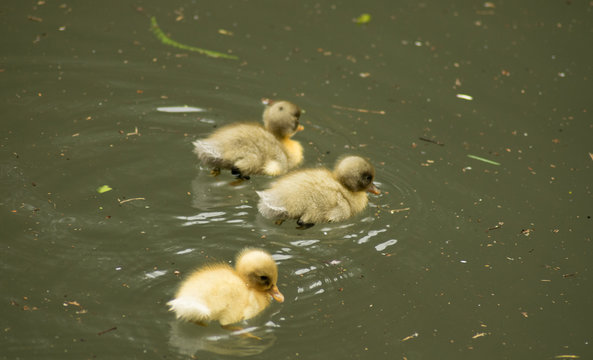 Three Ducklings Swimming