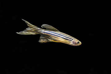 Danio striped in an aquarium.