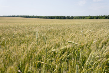 Field of ripening grain, barley, rye or wheat in the summer against the cloudy sky. Agriculture.Ukraine