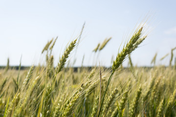Field of ripening grain, barley, rye or wheat in the summer against the cloudy sky. Agriculture.Ukraine