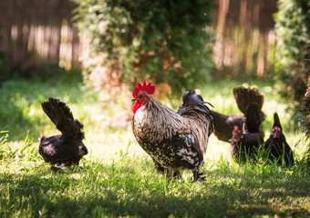 Hens and rooster in the garden