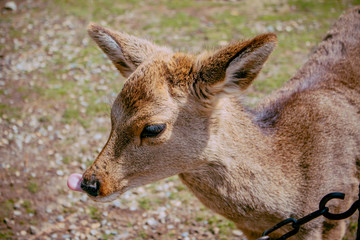 Funny Cute Deer at Japanese Temple