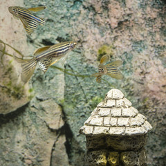 Danio striped in an aquarium.