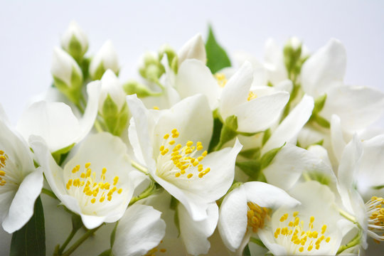 bouquet of white flowers and jasmine buds, beautiful gentle floral composition