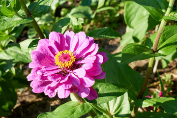 Obraz premium Blumengarten mit Zinnien 