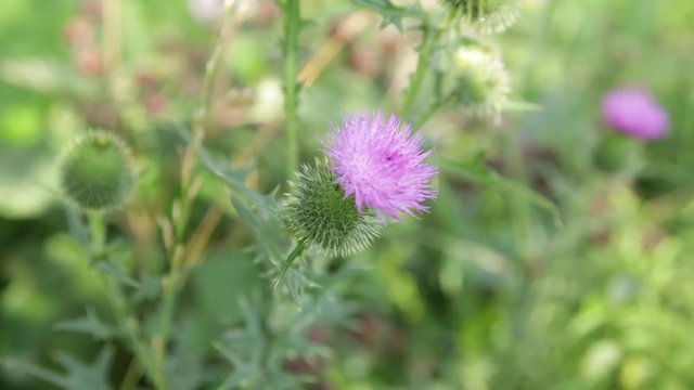 Thistle in bloom - closeup