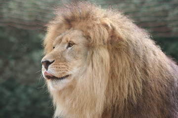 Naklejka premium Lion