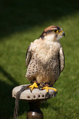 A kestrel sits on a perch, as part of a display of medieval falconry.