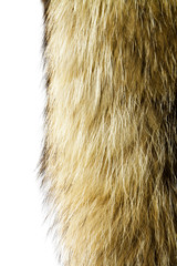 Fototapeta premium Fur texture. Raccoon dog fur.