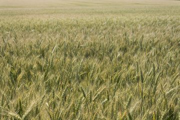 Field of ripening grain, barley or rye. Agriculture.Ukraine