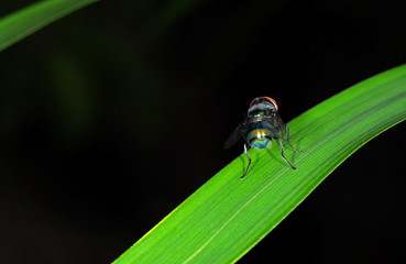 Blow Fly on Green Leaf Isolated on Black Background