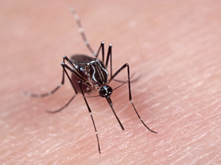 Macro Photo of Mosquito Prepared to Suck Blood on Human Skin