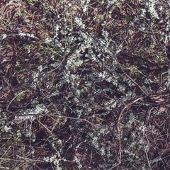 Forest moss and lichen on a spruce stump. Bushes of cranberries and different branches in the forest.