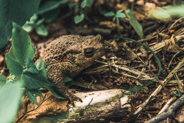 the frog hides in the forest