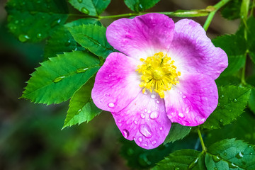 Rosa dumalis, glaucous dog rose. Close up