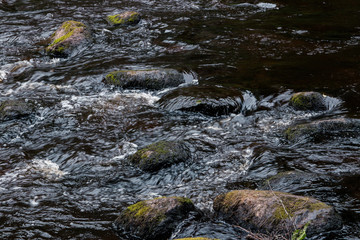 Quiet life by the shore of the forest river