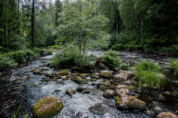 Obraz premium Quiet life by the shore of the forest river