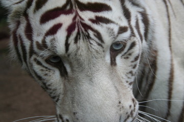 Tigre blanc 2