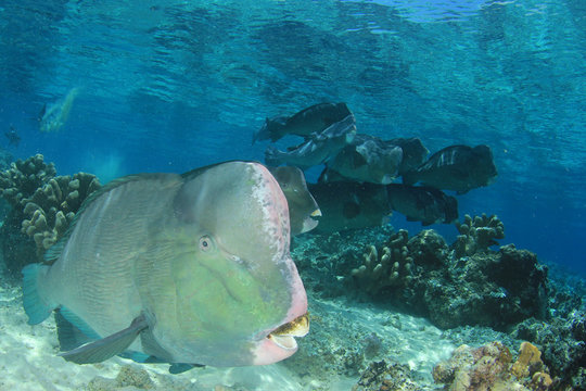 Bumphead Parrotfish fish on coral reef 