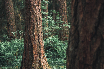 in the depths of the park Forest textures