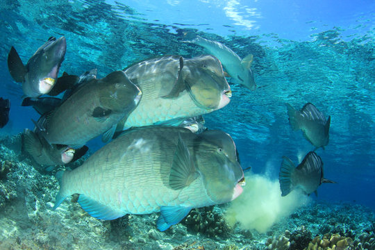 Bumphead Parrotfish fish on coral reef 