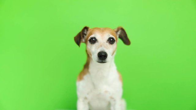 Adorable small dog looking to the cam. Video footage. Green chroma key background. Lovely pet