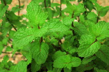 Fototapeta na wymiar Fresh green mint plant in the vegetable garden.