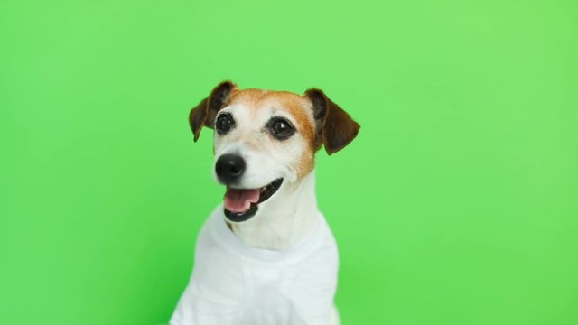 Smiling happy dog in white t-shirt portrait. Video footage. Green chroma key background. Lovely white Jack Russell terrier dog.
