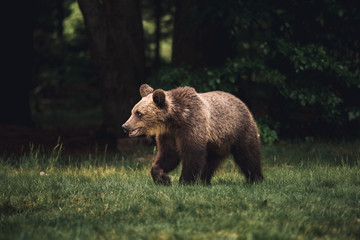 Wild brown bear walking in the forest