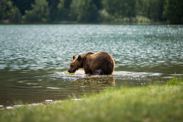 Wild brown bear walking in the lake