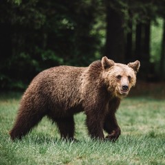 Brown bear looking at the camera in the wild forest