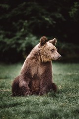 Brown bear standing on the grass in forest.