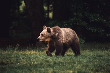 Wild young bear walking on a grass
