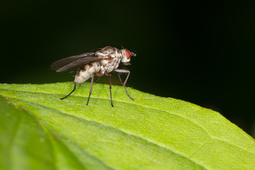 Insect