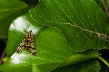 Insect