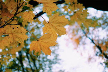autumn leaves