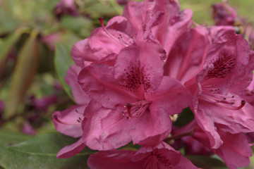 Oleander in full bloom with purple flowers, ultra violet nerium close-up,