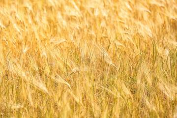 Wheat field on sunny day, closeup