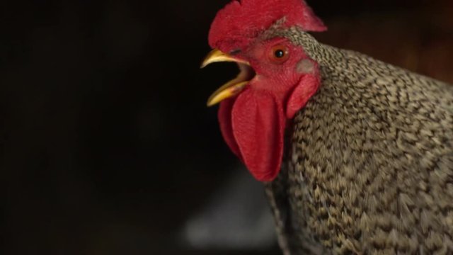 portrait of a gray cock on the farm