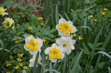Obraz premium flower spring