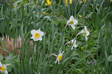 Obraz premium flower spring