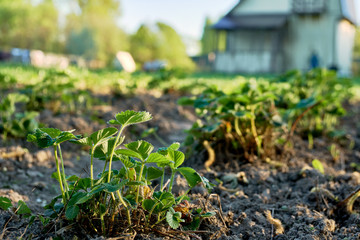 Strawberry seedlings growing on garden beds