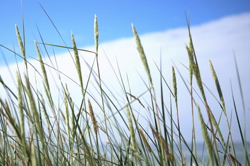 Dune grass on the beach of the Baltic sea. Wild grass on coast of sea in summer as background.