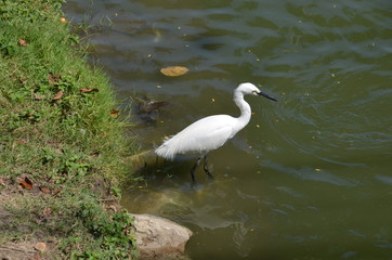 white bird Heron
