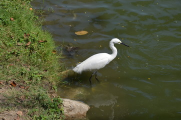 white bird Heron