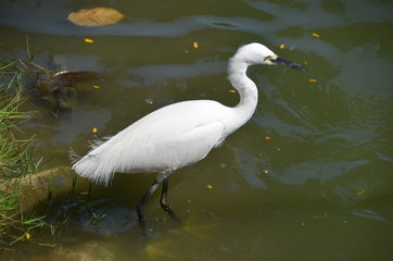white bird Heron