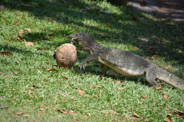 Monitor lizard Varanus asia