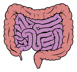 Intestine Gut Digestive System Diagram